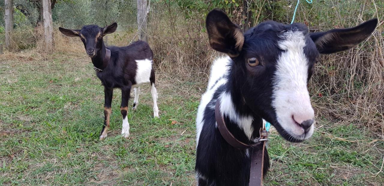 Bioagriturismo Poderaccio Incisa in Val d'Arno المظهر الخارجي الصورة