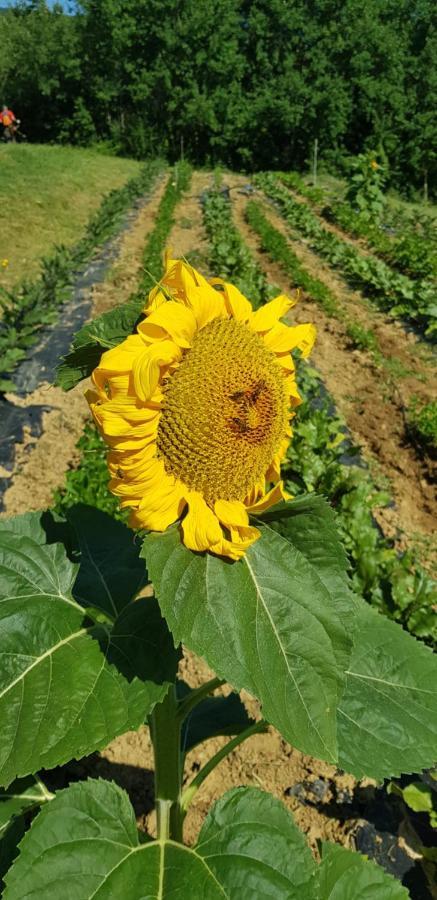 Bioagriturismo Poderaccio Incisa in Val d'Arno المظهر الخارجي الصورة